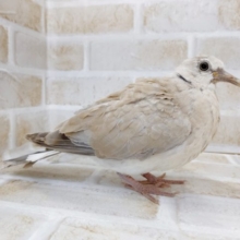 レアな鳩-ジュズカケバト　2021年08月01日