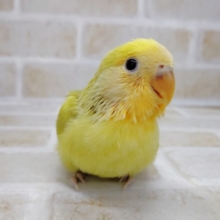 おしゃれなカラー！　小桜インコ☆シナモン　2021年08月01日