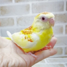 派手派手！美声インコ☆ ルチノー　2021年08月03日
