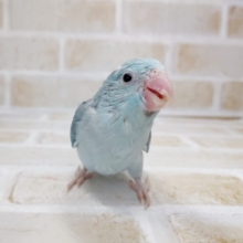 小さなインコさん！マメルリハ（ブルーパイド）2021年08月03日