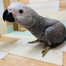 人気の大型の鳥さん♪ヨウムくん☆