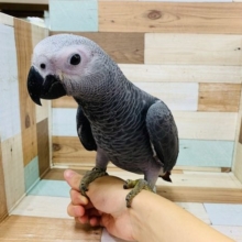 体つきしっかりしています！ヨウムくん☆
