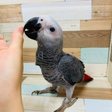 甘えんぼ♡ヨウムさん♪