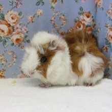 三色のかわいいモルモットちゃん入舎です☺♂