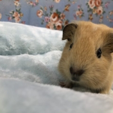 キンクマハムスター？　7／５撮影
