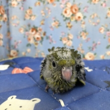 深い色ですね～　ざざなみちゃん　7／１４撮影