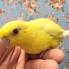 サザナミインコ（ルチノー）２０２１年５月生まれ