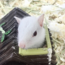 ホワイトシマリス　女の子　２０２１年５月生まれ