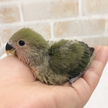 圧倒的かわいさ！コザクラインコ（ノーマル）