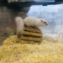 ペアで入舎！！　ホワイトシマリス