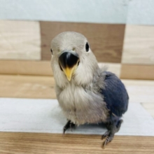 どうしてそんなに可愛いの？コザクラインコヒナ（バイオレット）