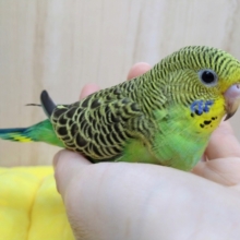 逆にレアカラー!?セキセイヒナノーマルカラーいますよ〜