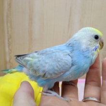 定番人気カラー！セキセイヒナレインボーいますよ〜