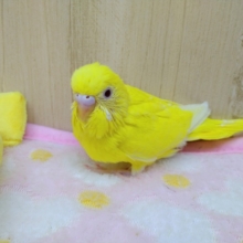 お久しぶりです！レモンカラーのセキセイヒナさん来ました〜