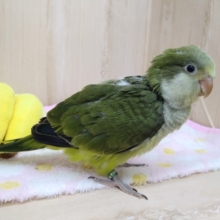 可愛いパタパタ動画あり！抹茶カラーのオキナインコさん来ました〜