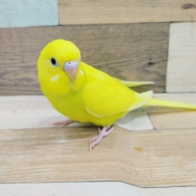 最新画像更新！！！お待ちの方が多いコですーー　セキセイインコ　ダブルファクター