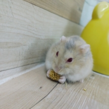 レアです！！ルビーアイのハムスターちゃん入荷しています💓