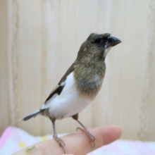 激カワナデナデ動画あり！まるでオカッパ頭！みたいな十姉妹さんいますよ〜