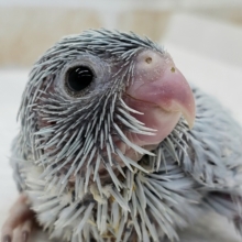 美種！マメルリハアメリカンホワイト