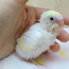 あわ〜いクリームカラーのセキセイちゃん来ました！
