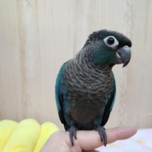 最新動画あり！グレーの綿毛卒業しました☆ウロコインコブルーさんいますよ！