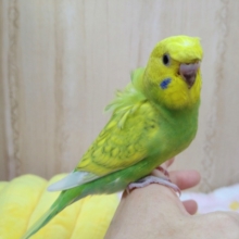 甘えん坊ナデナデ動画あり！ちょびっと羽衣セキセイさん来ましたよ〜