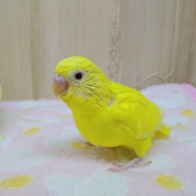 鮮やかな黄色に真っ赤な目！セキセイインコルチノー来ましたよ〜