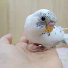 ゴマ塩カラーのセキセイインコさん、来ましたよ〜！
