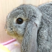 大きなお耳と瞳がたまりません♪ ロップイヤー　男のコっ