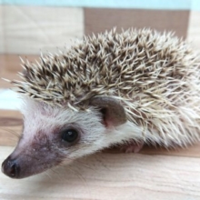 ちょっとハリ、痛いです。。久々のハリネズミ〜