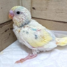 美！！☆☆　セキセイインコ～～