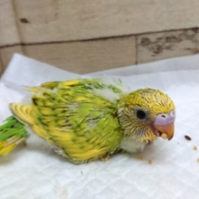 食後の甘えタイムが楽しみのようです　セキセイインコ　スパングル
