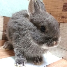 まんまるボディのウサギさん♪　ネザーランドドワーフラビット～～