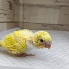 やけに光る☆コです！　セキセイインコ　ダブルファクター　2021　8月6日