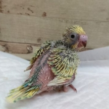 どんなカラーでしょう？？スパングル？？　セキセイインコ　2021　8月6日