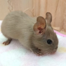 タレ目さん♪　甘ぁ〜いフェイス？？デグー　チョコレート