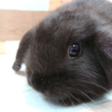 ツヤがｽﾃｷだね☆真っ黒ップイヤー　　ロップイヤーですっ