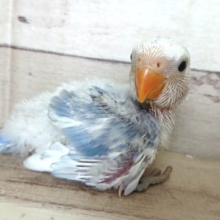 美！！！コザクラインコ　バイオレットオパーリンパイド☆