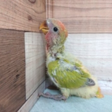 お迎え待ってますよー コザクラインコ オパーリン☆