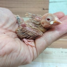 やはり可愛いです☆　シナモン文鳥～～～