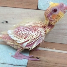 得意気なお顔が可愛いです☆　オカメインコ～～