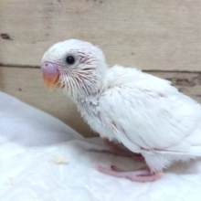 純白☆セキセイインコ　ダブルファクターになります　2021　８月２７日