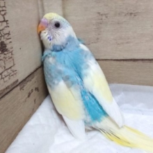 夏っぽいラムネカラーです♪　セキセイインコ　パステルカラーレインボーパイド　2021　８月２７日