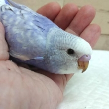 かなり鮮やかなコです！　セキセイインコ　スパングル　2021　8月27日
