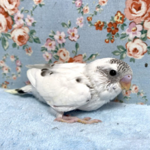 セキセイインコ  白ハルクイン  （白×青系）