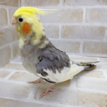 べたべたのべた馴れ(笑)　オカメインコ☆パイド　2021年08月03日