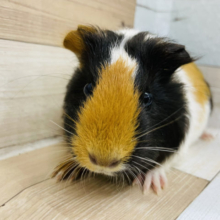 隠れ場所はど〜こだ！イングリッシュモルモットちゃん♪