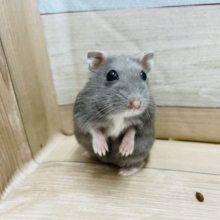 ころむち♥ロシアンブルーハムスターちゃん！