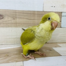緊張してます！！！オキナインコヒナ(ダークグリーンパリッド)