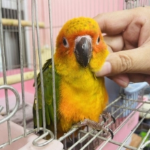 超ホヤホヤ最新画像♪甘え上手♡コガネメキシコインコヒナ！